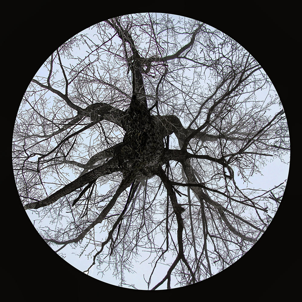 Baum-Wesen, 70x70cm, Digitaldruck